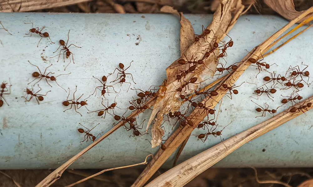 Ant Control